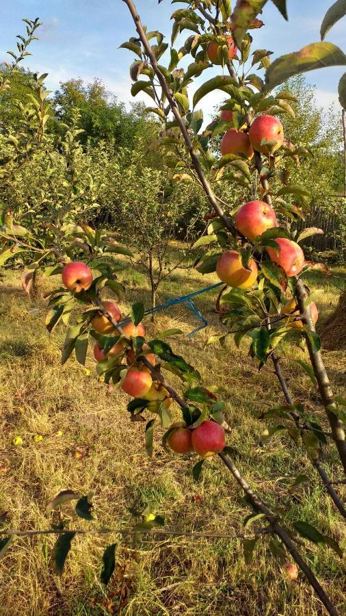 La Livada Villa Valea Danului Kültér fotó